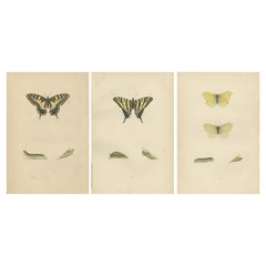 Antique Evolutions of Elegance: A Victorian Trio of British Butterflies, 1890