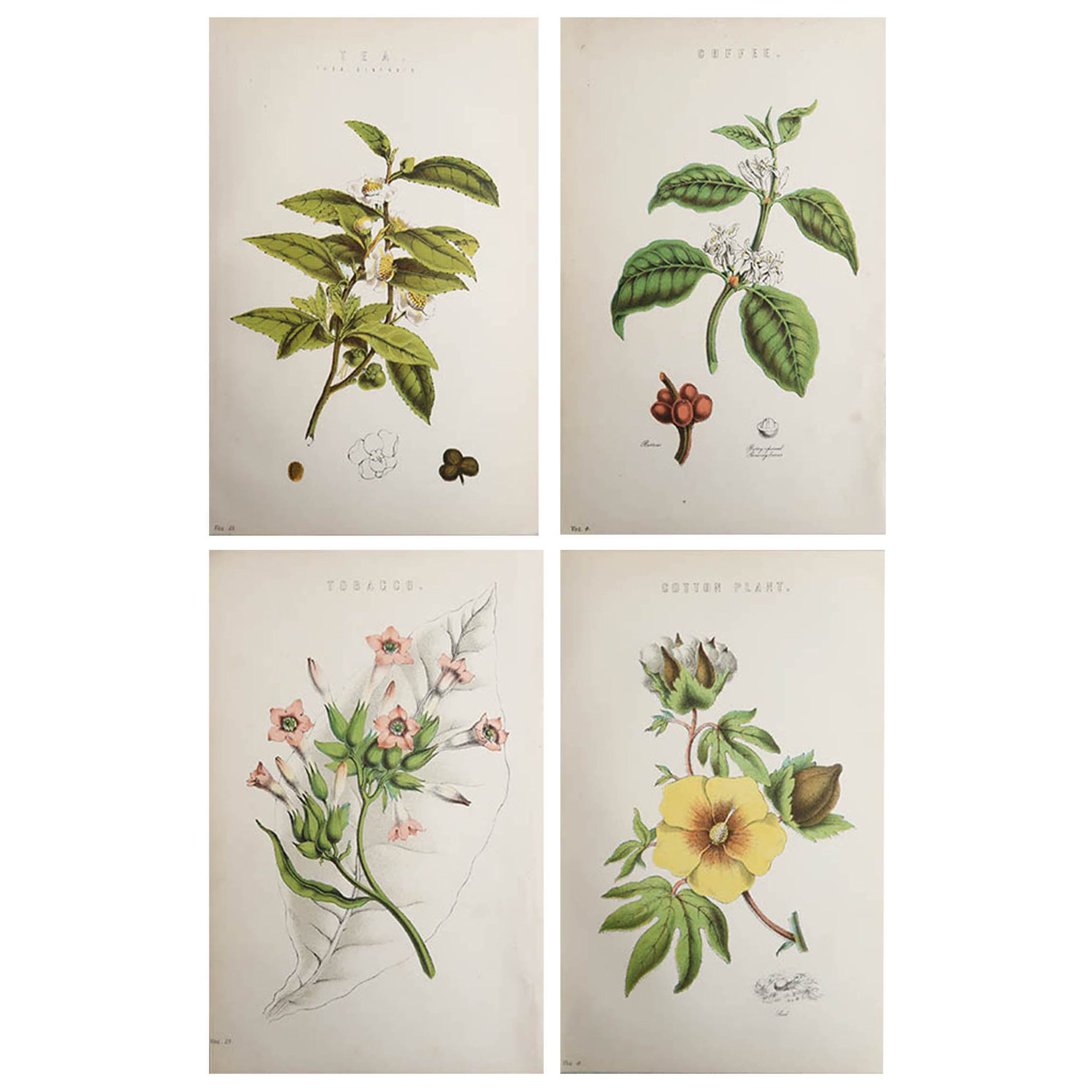  4er-Satz Original-Antik-Botanikdrucke  C.1880 im Angebot