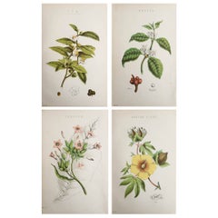  4er-Satz Original-Antik-Botanikdrucke  C.1880
