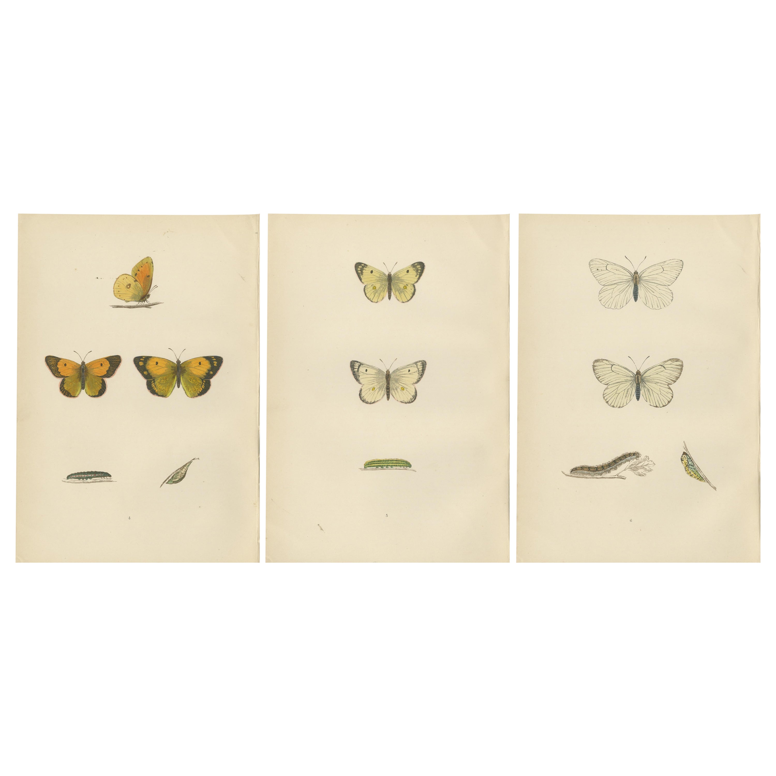 Metamorphosis Montage: The Life Stages of a Butterfly, 1890 For Sale