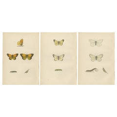 Antique Metamorphosis Montage: The Life Stages of a Butterfly, 1890