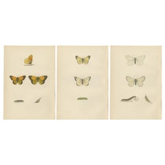 Montaje Metamorfosis: Las etapas de la vida de una mariposa, 1890