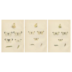 Antique Winged Elegance: Stages of Lepidopteran Grace, Published in 1890