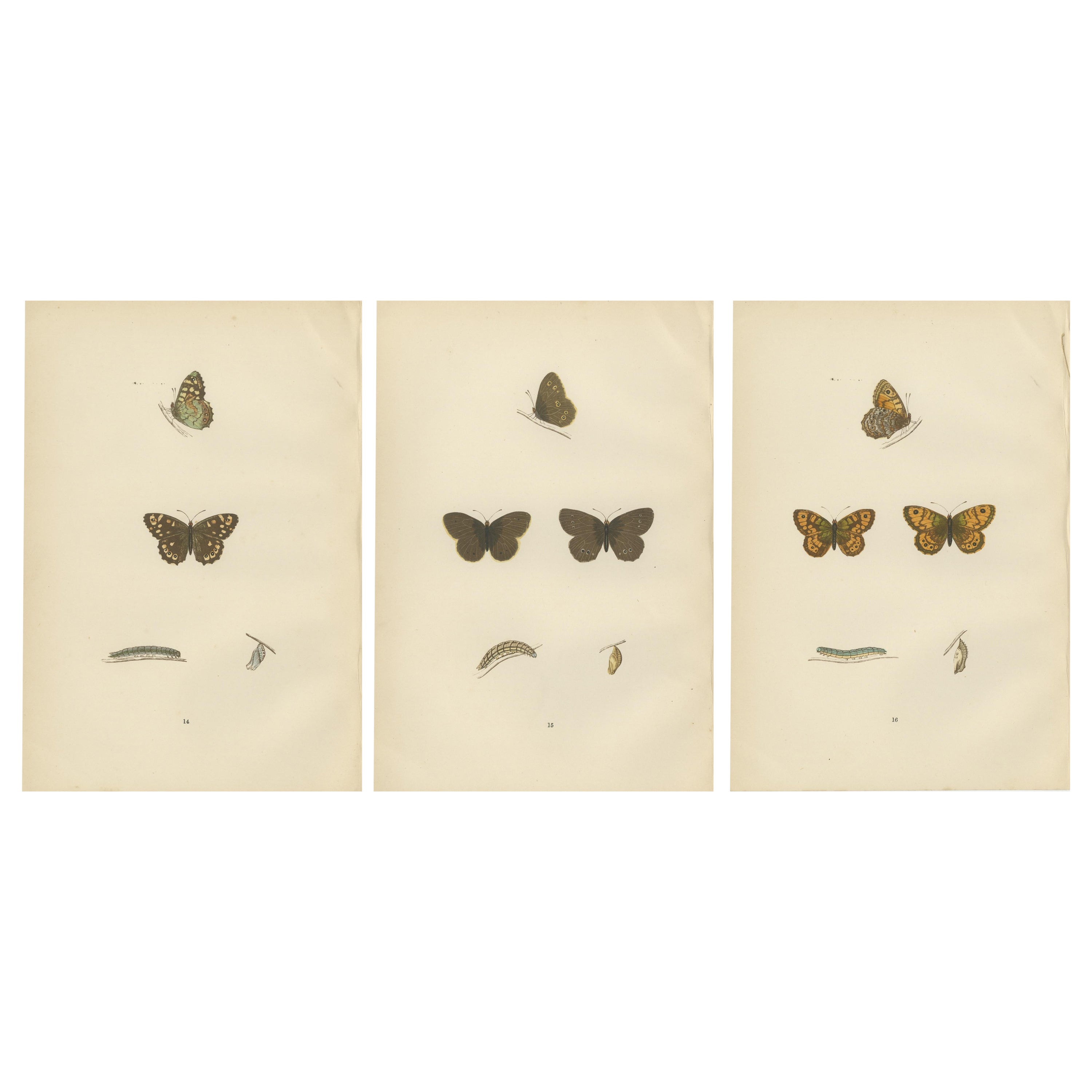 Ciclo vital de los lepidópteros: Tríptico de la transformación, 1890