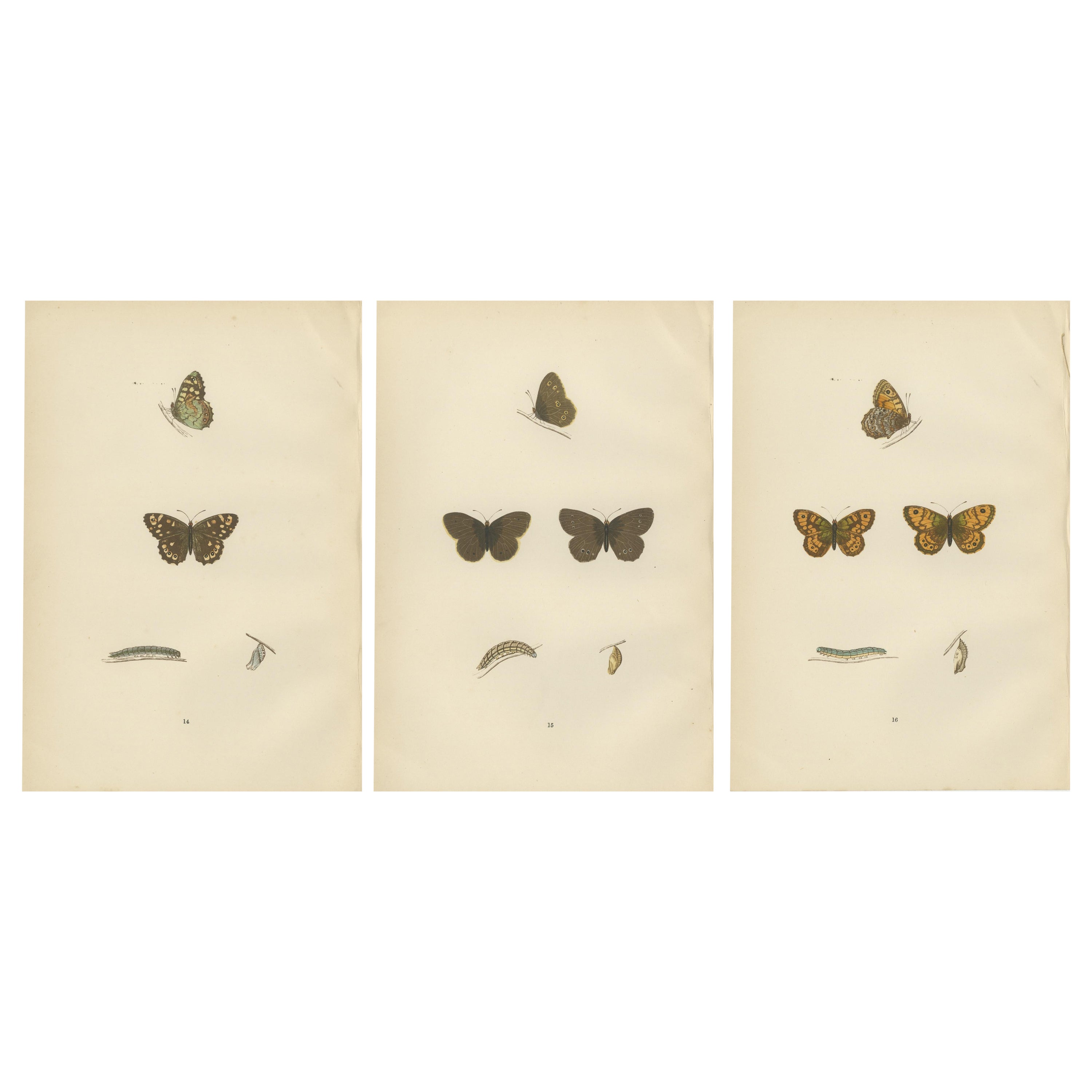 Lepidoptera Lifecycle: A Triptych of Transformation, 1890 For Sale