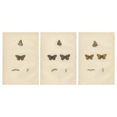 Antique Lepidoptera Lifecycle: A Triptych of Transformation, 1890