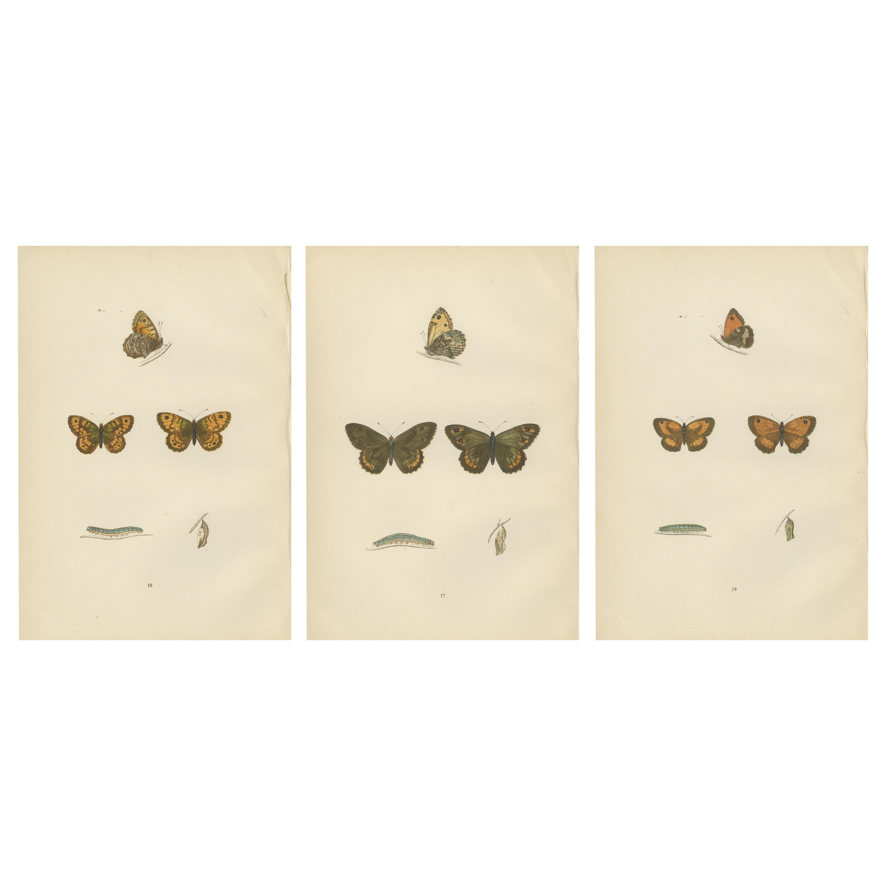 Metamorphosis Montage: The Lepidopteran Lifecycle, 1890 For Sale