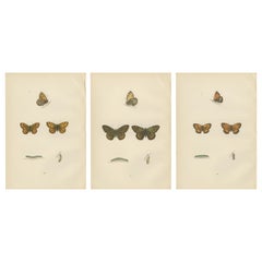 Antique Metamorphosis Montage: The Lepidopteran Lifecycle, 1890