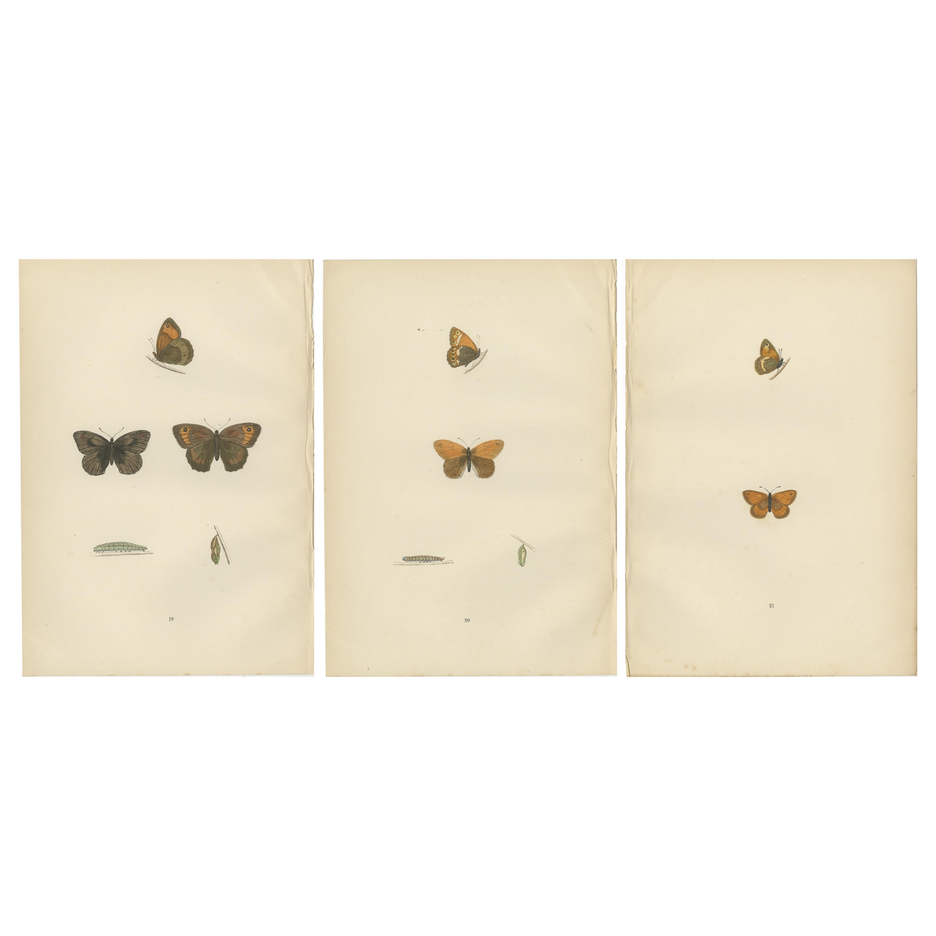 Whispers of Wings: A Butterfly Triptych Collage, 1890 For Sale