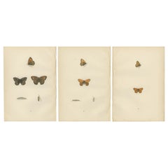 Antique Whispers of Wings: A Butterfly Triptych Collage, 1890