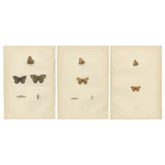 Sussurri di ali: Trittico di farfalle a collage, 1890