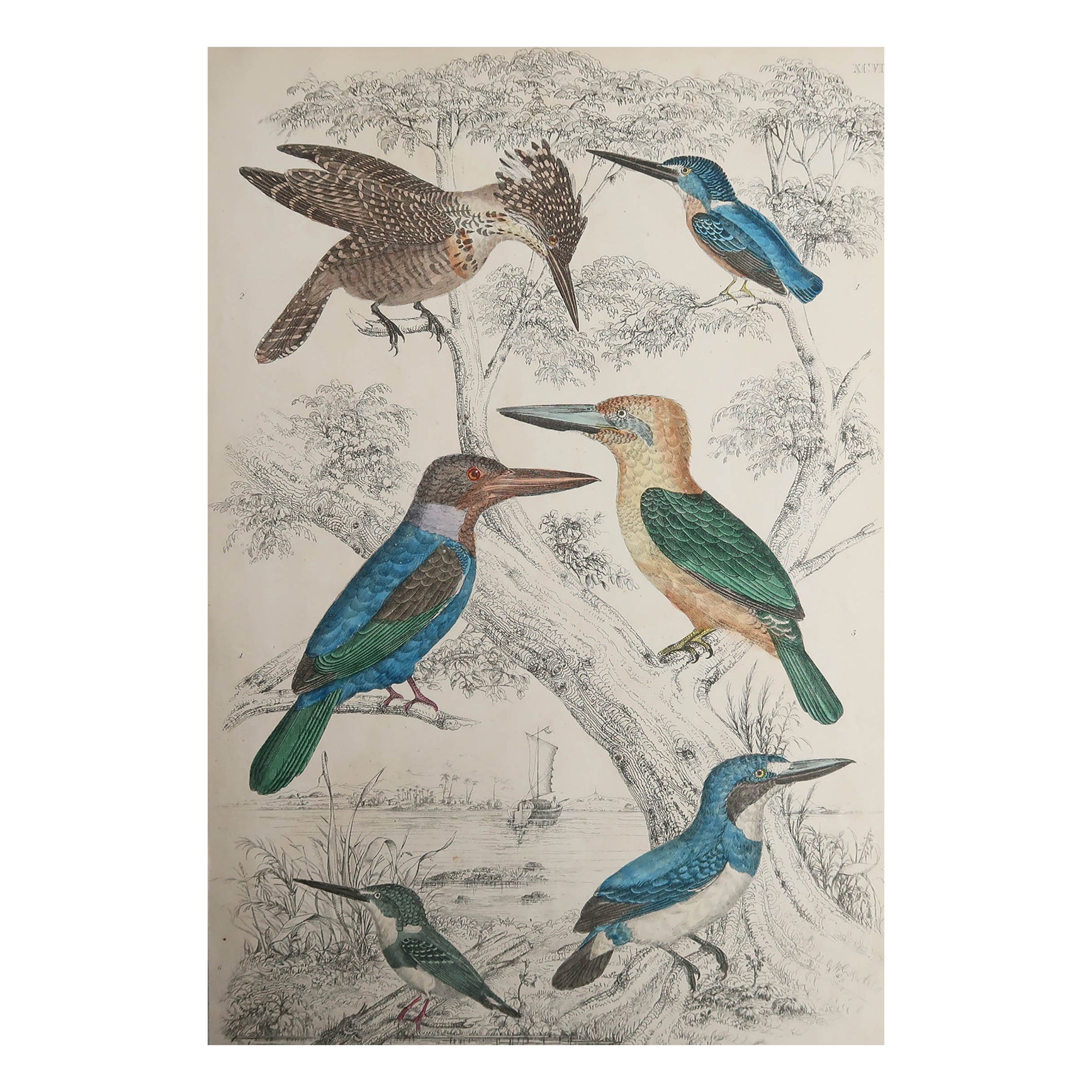 Large Original Antique Print of Kingfishers, circa 1835 For Sale