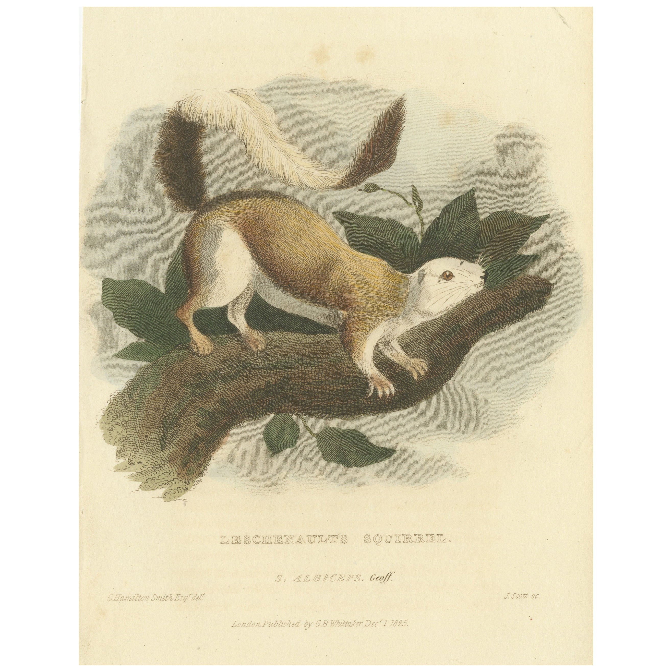 Antique Print with Hand Coloring of a Black Giant Squirrel For Sale