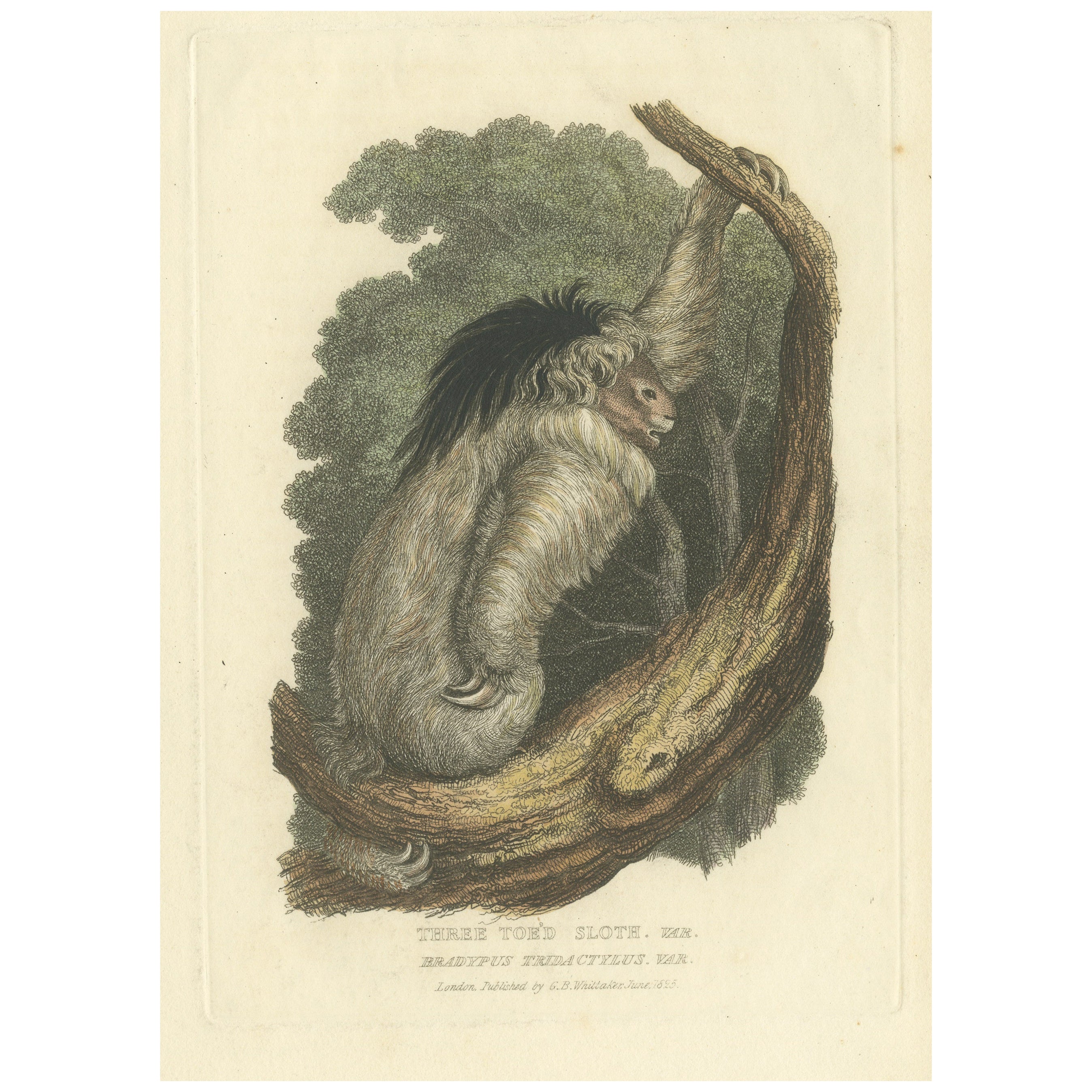 Antique Print with Hand Coloring of a Pale-Throated Sloth