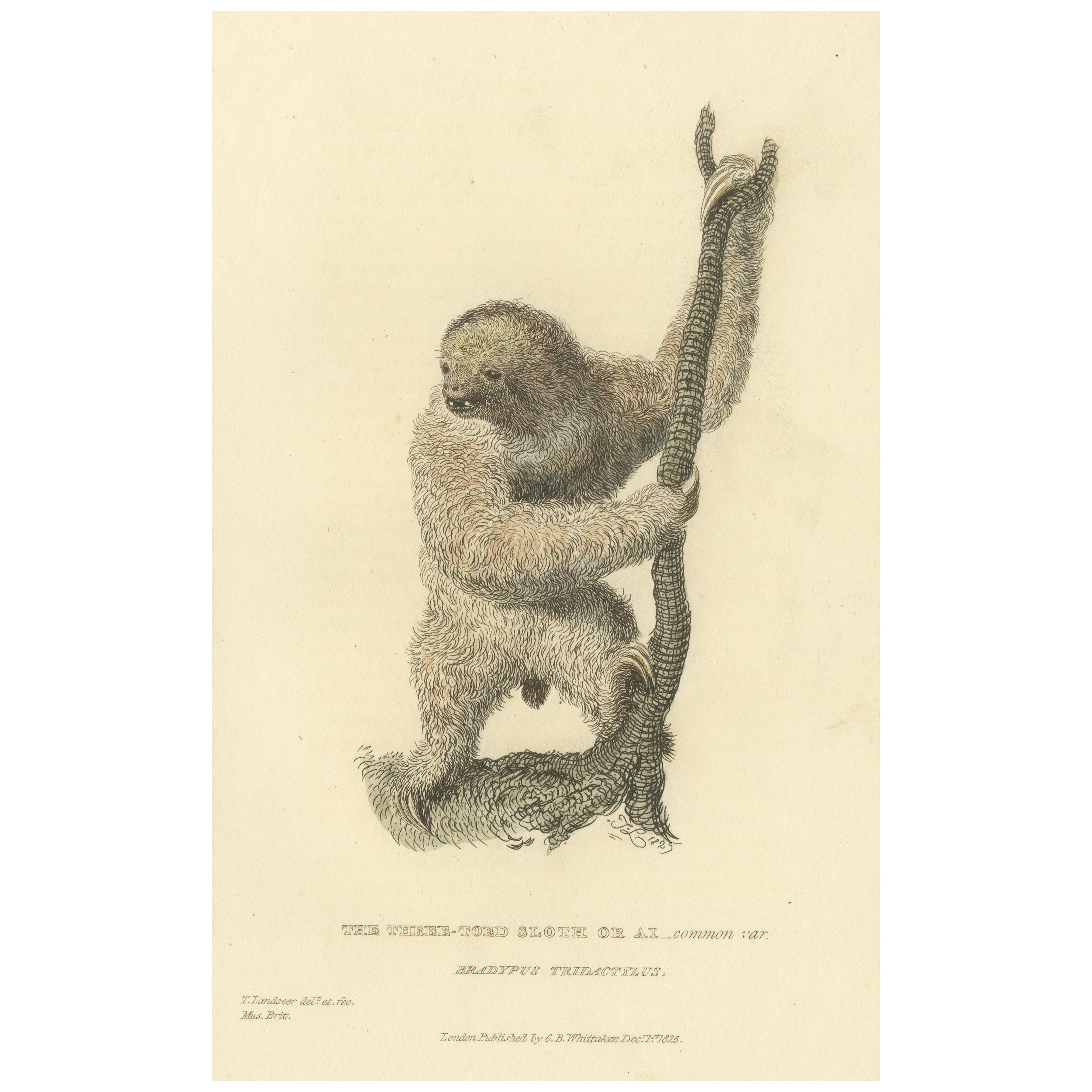Antique Print with Hand Coloring of a Common Pale-Throated Sloth For Sale
