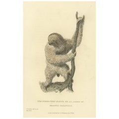 Antique Print with Hand Coloring of a Common Pale-Throated Sloth