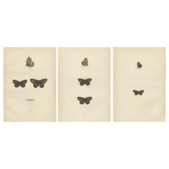 Britische Lepidoptera aus dem Viktorianischen Zeitalter: Ein handkoloriertes Vermächtnis, 1890