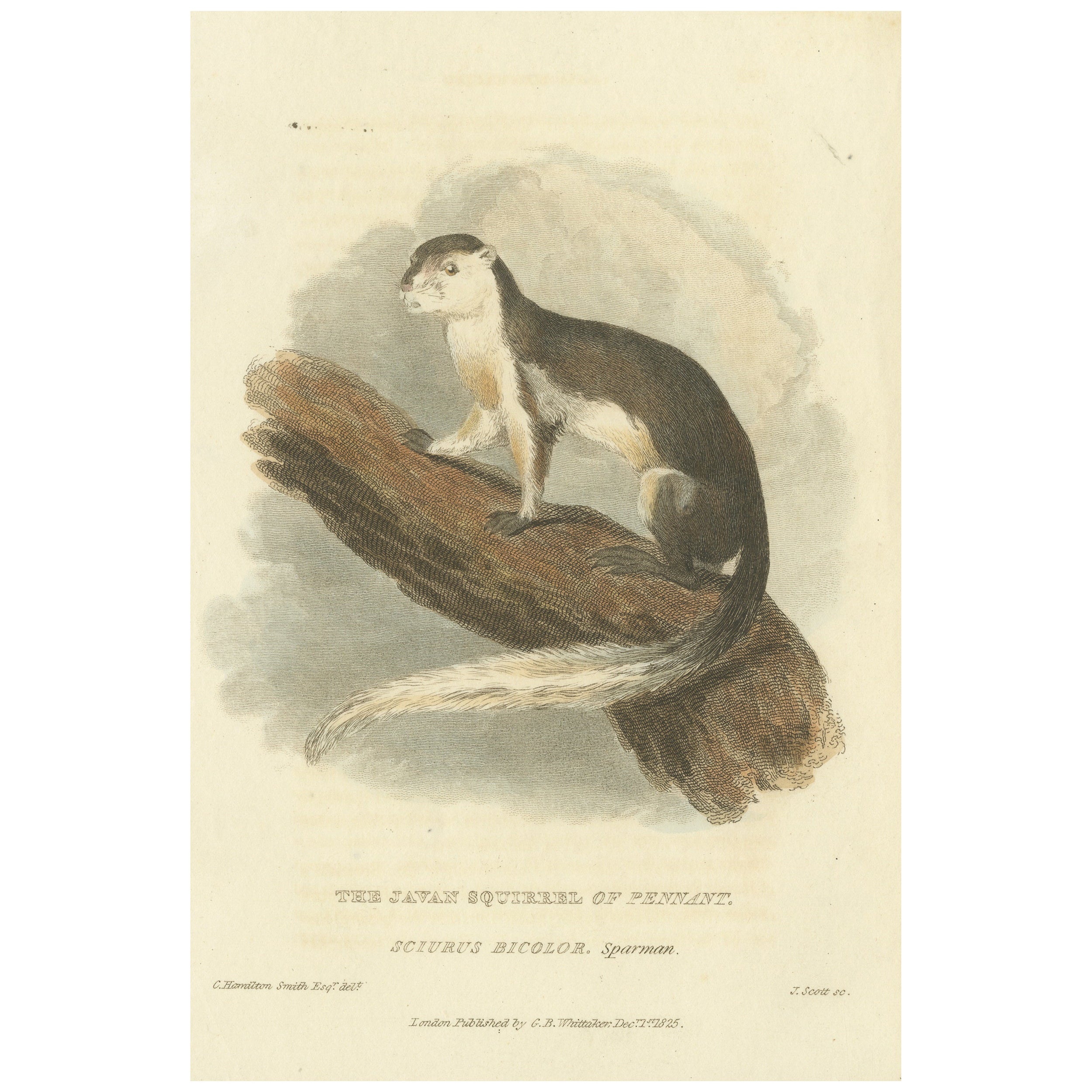 Antique Print with Hand Coloring of a Black Giant Squirrel or Javan Squirrel For Sale