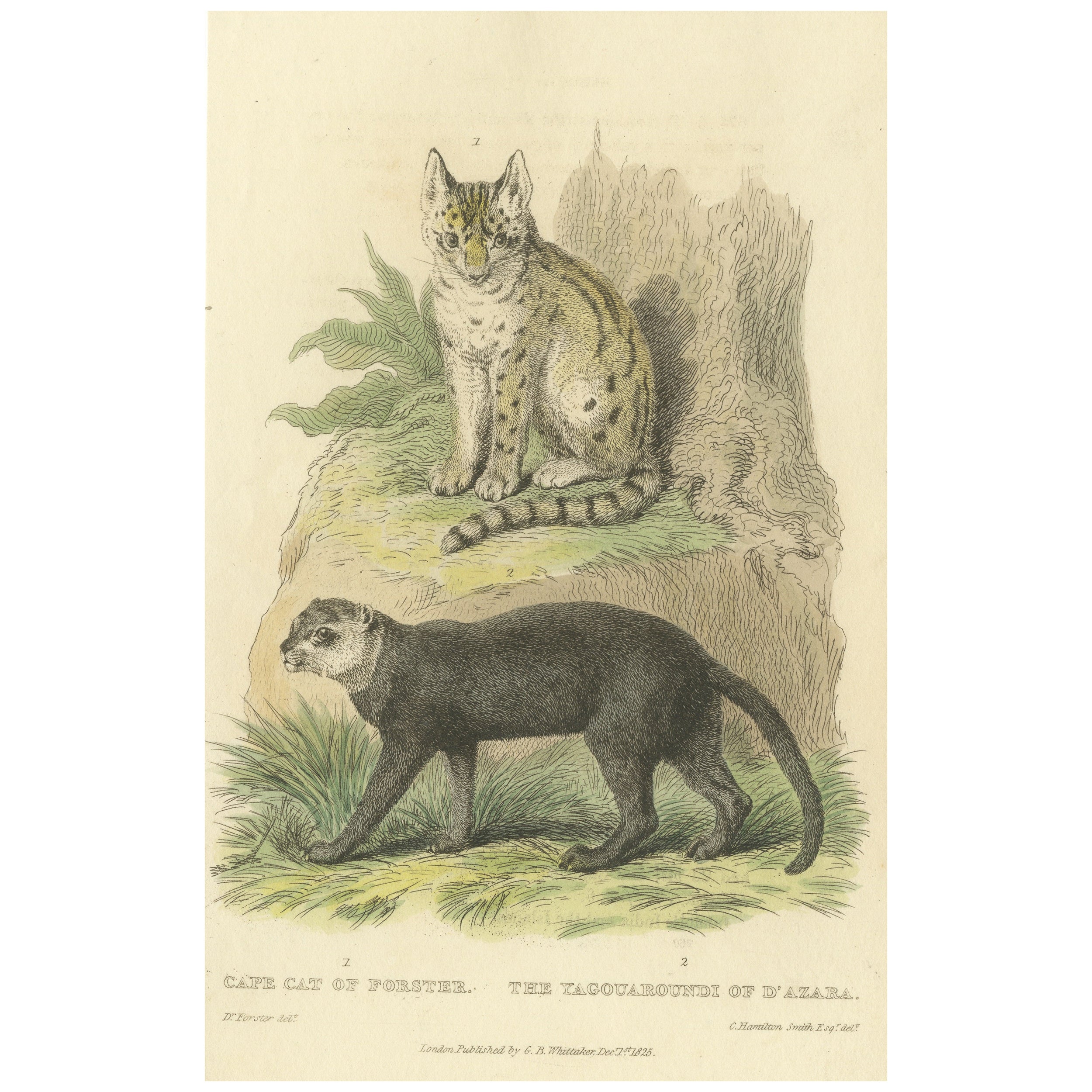 Antique Print with Hand Coloring of a Serval and a Jaguarundi