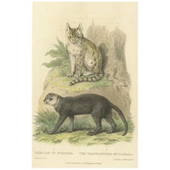 Antique Print with Hand Coloring of a Serval and a Jaguarundi