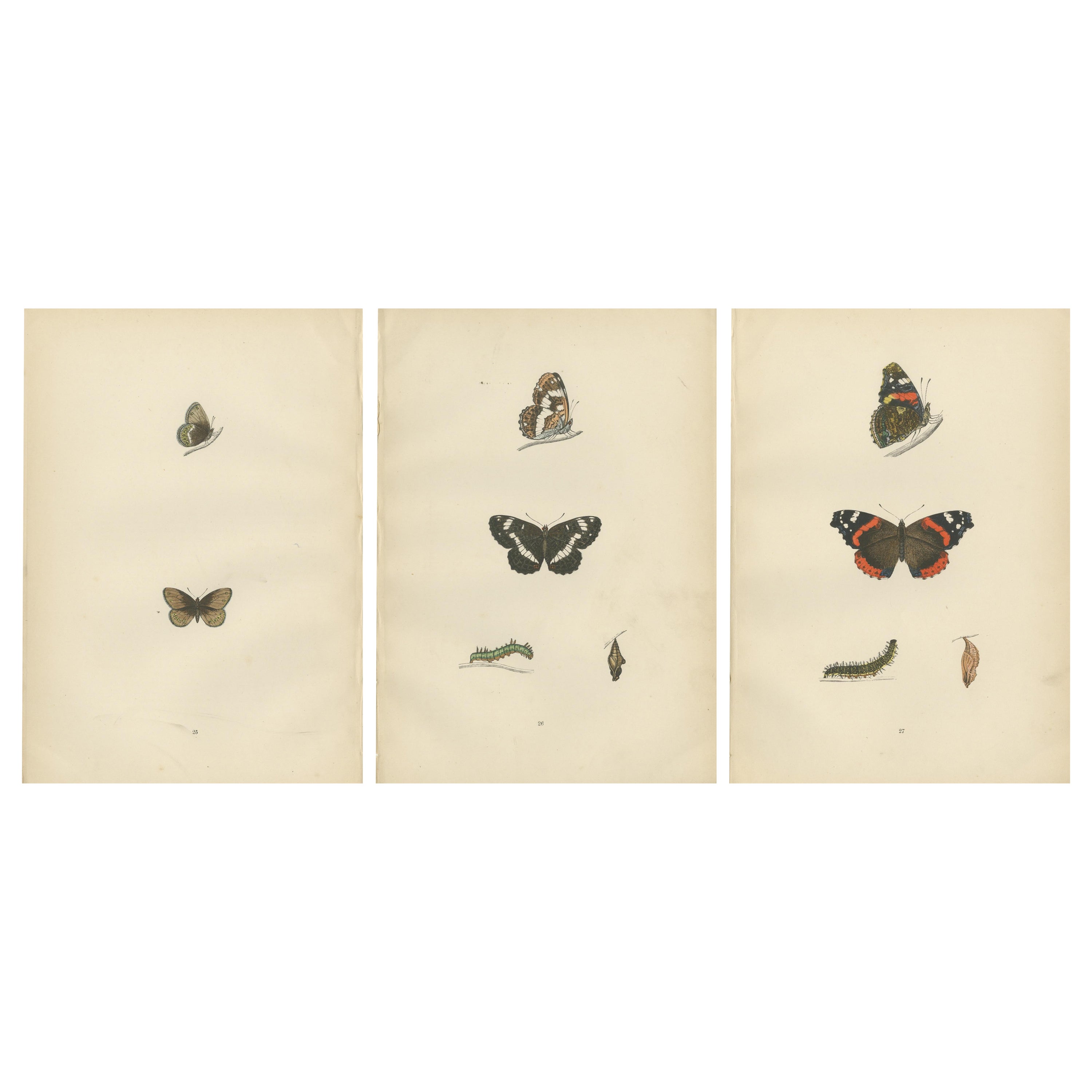 Metamorphosis in Motion: A Study of Butterfly Lifecycles, 1890 For Sale