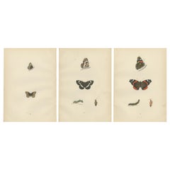 Metamorfosi in movimento: Uno studio sui cicli di vita delle farfalle, 1890