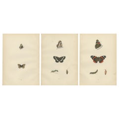 Used Metamorphosis in Motion: A Study of Butterfly Lifecycles, 1890