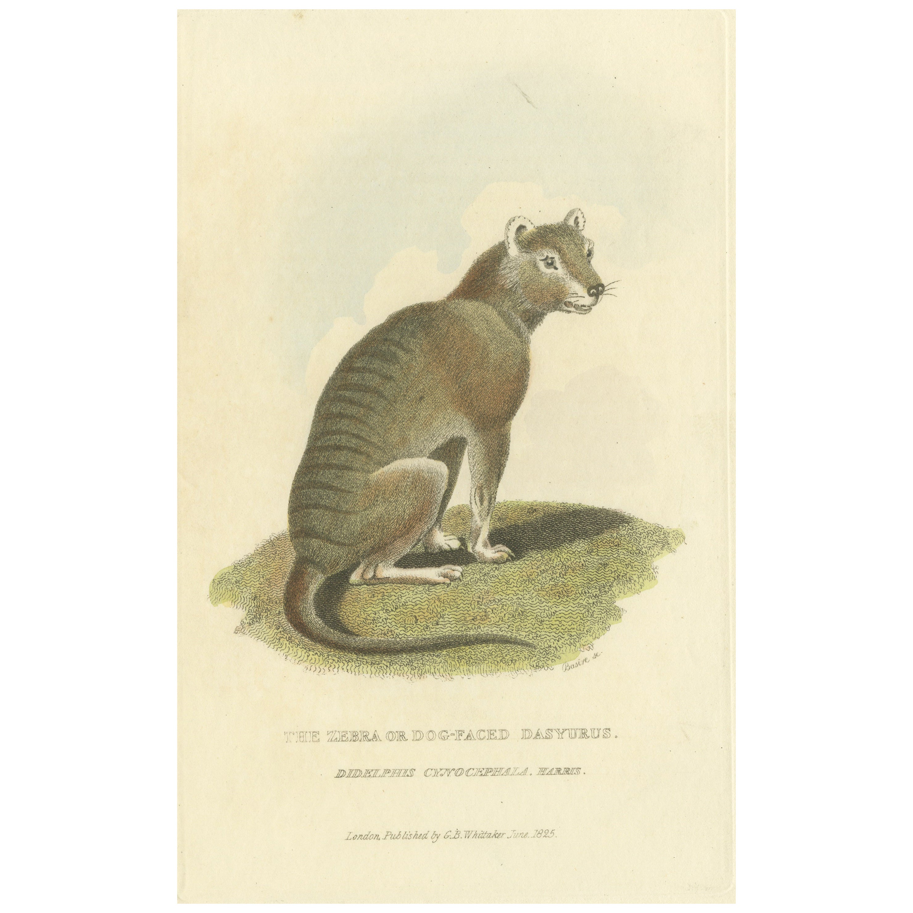 Antique Print with Hand Coloring of a Tasmanian Tiger or Tasmanian Wolf For Sale