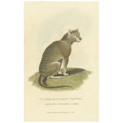 Antique Print with Hand Coloring of a Tasmanian Tiger or Tasmanian Wolf