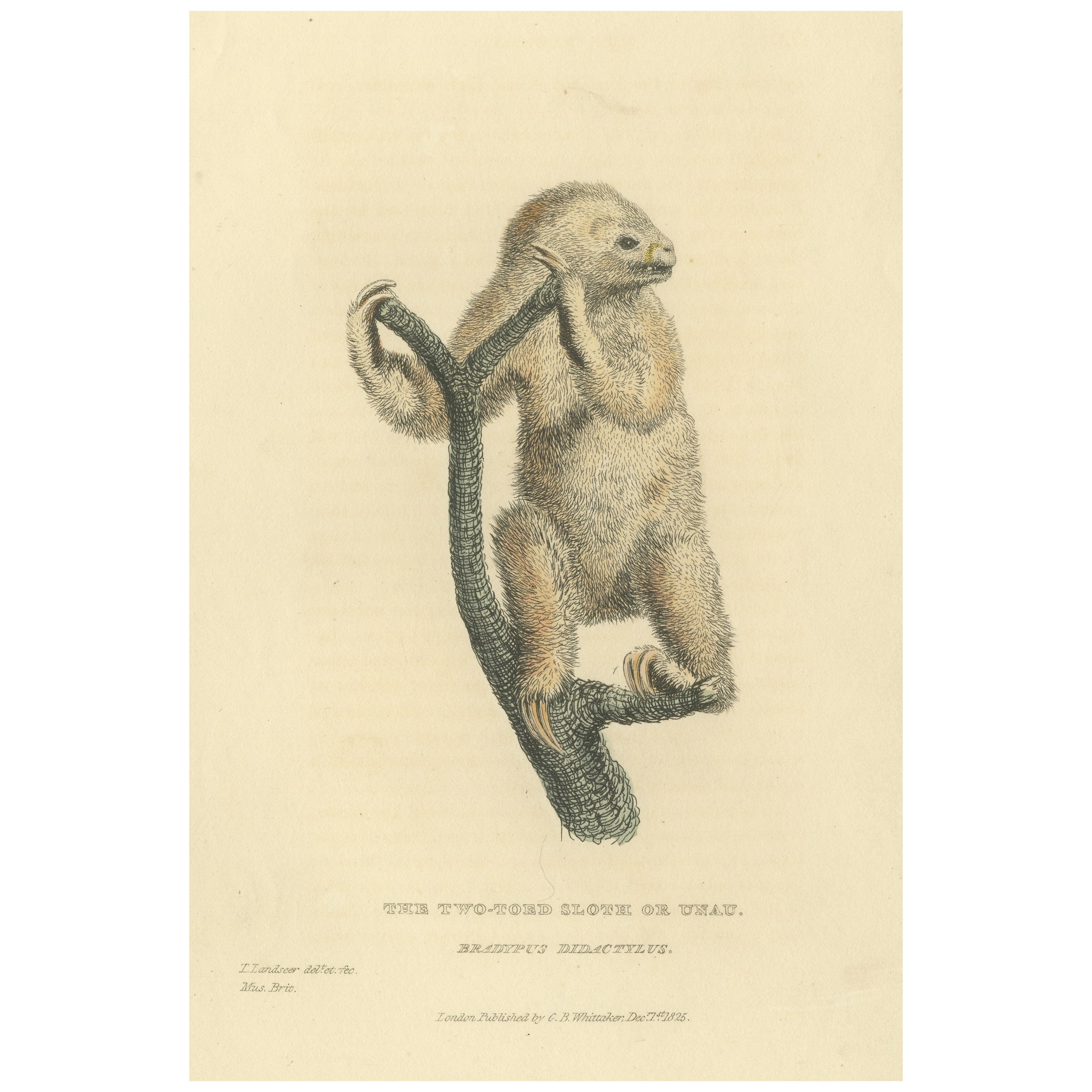 Antique Print with Hand Coloring of a Linnaeus's Two-Toed Sloth For Sale