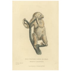 Antique Print with Hand Coloring of a Linnaeus's Two-Toed Sloth