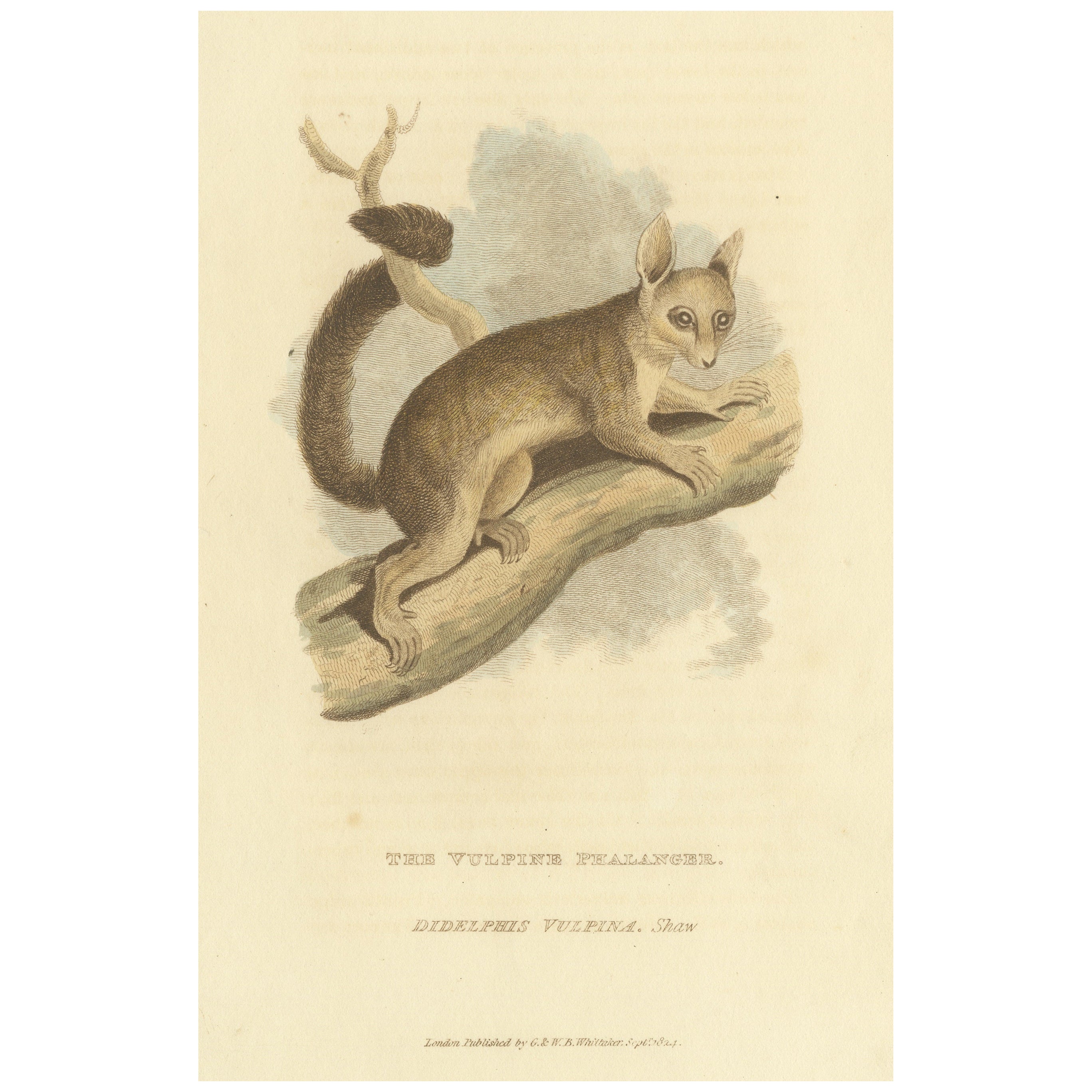 Antique Print with Hand Coloring of a Phalanger Species For Sale