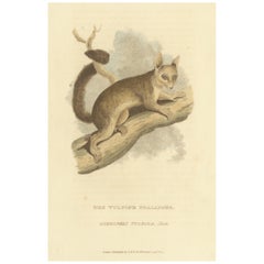 Antique Print with Hand Coloring of a Phalanger Species