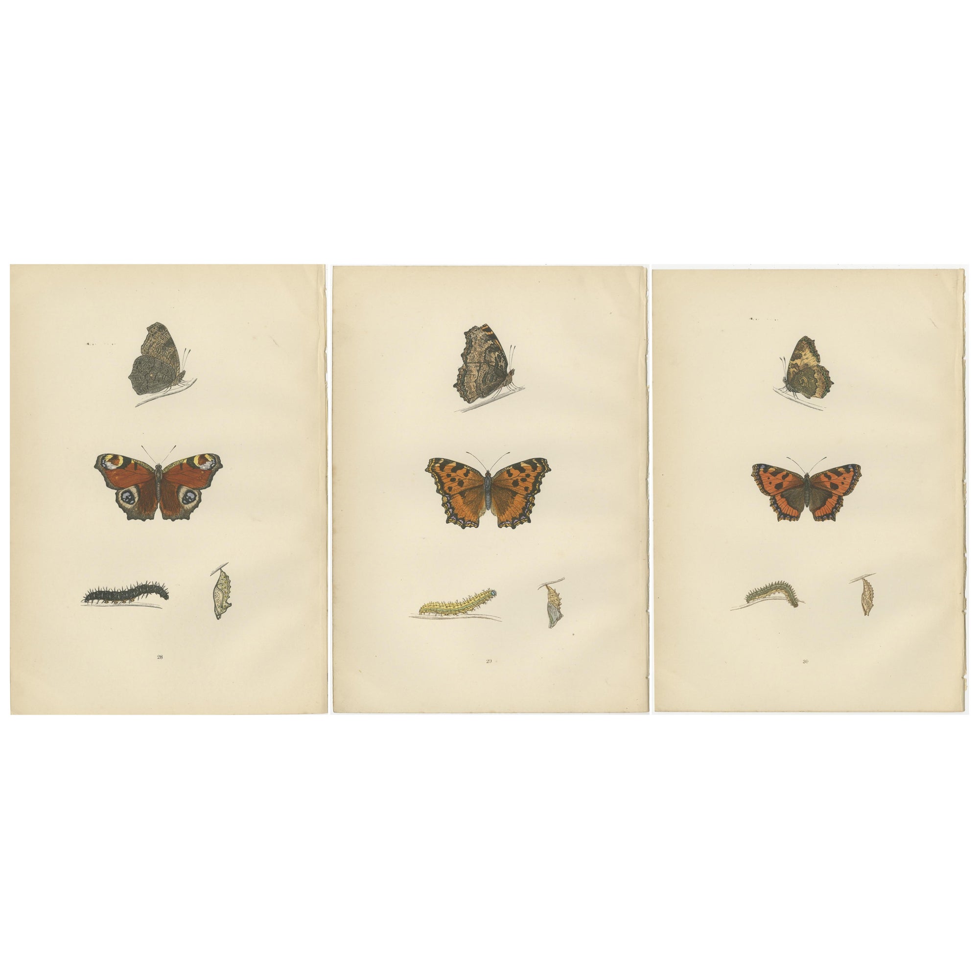 Metamorphosis in Motion: A Victorian Glimpse of British Butterflies, 1890 For Sale