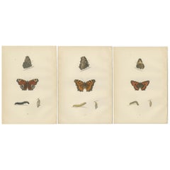 Metamorphosis in Motion: A Victorian Glimpse of British Butterflies, 1890