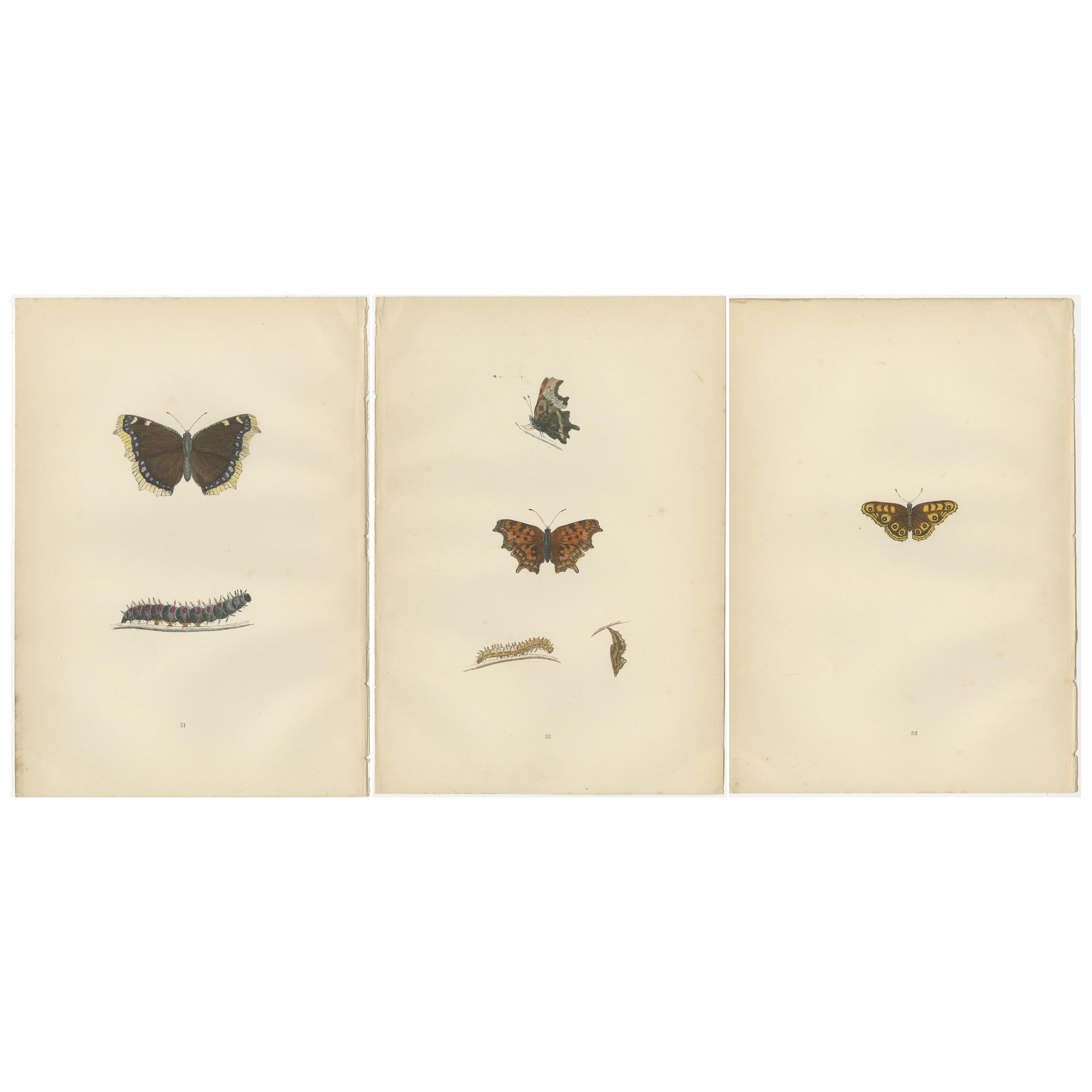 Metamorphosis in Motion: A Triptych of Butterfly Life Stages, 1890 For Sale