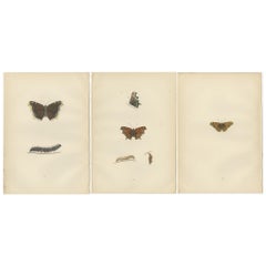 Metamorphosis in Motion: A Triptyque of Butterfly Life Stages, 1890