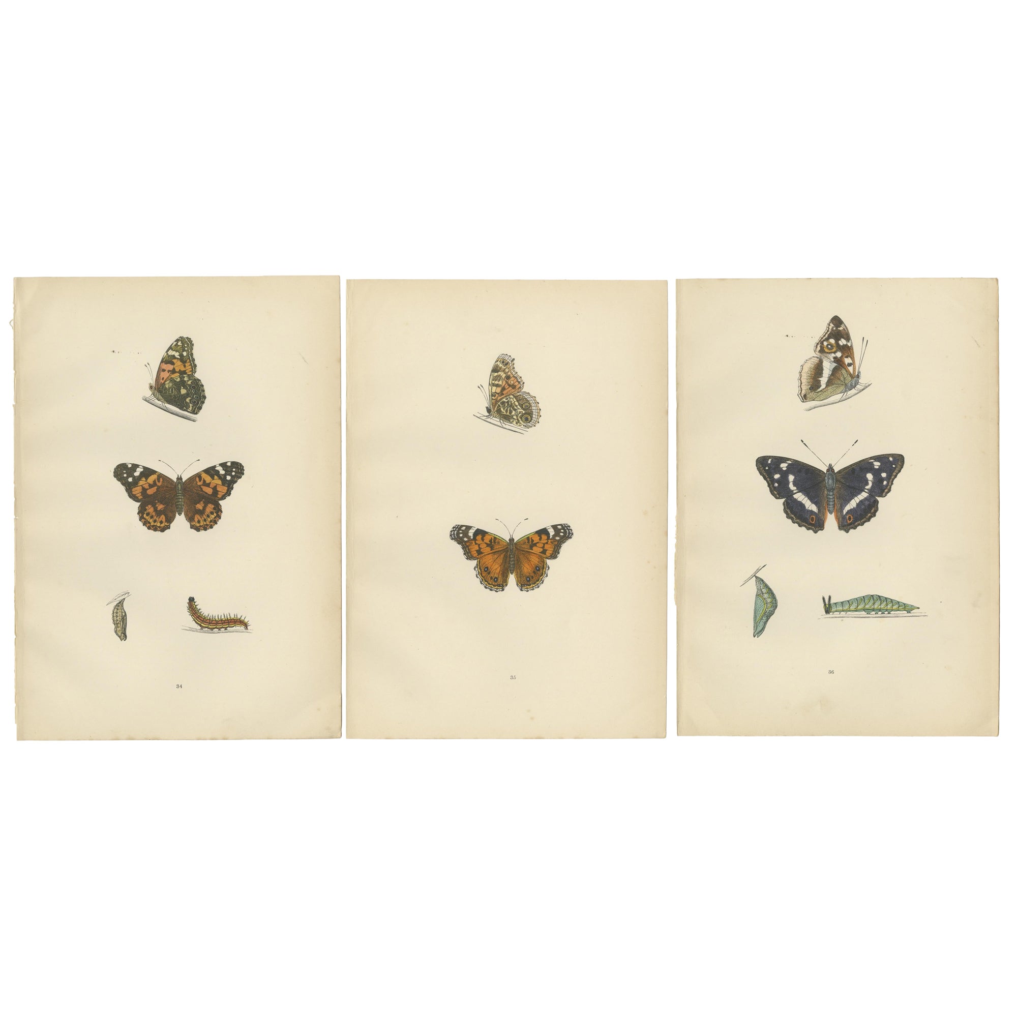 Wings of Elegance: A Victorian Exploration of British Butterfly Splendour, 1890 For Sale