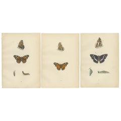 Les ailes de l'Elegance : Une exploration victorienne de la splendeur des papillons britanniques, 1890