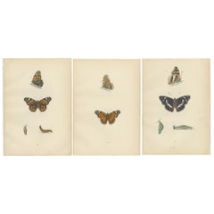 Alas de Elegancia: Una Exploración Victoriana del Esplendor de las Mariposas Británicas, 1890