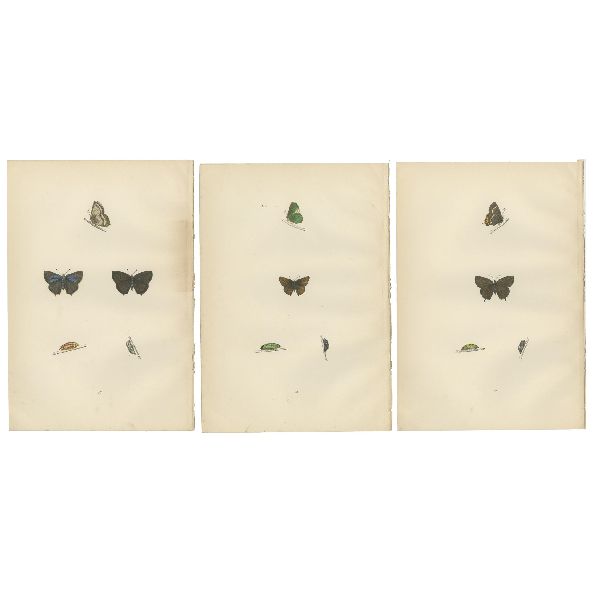 Triptych of Lepidoptera Elegance: Hand-Coloured Butterflies Published in 1890 For Sale