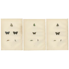 Triptyque de lépidoptères Elegance : Papillons coloriés à la main Publié en 1890