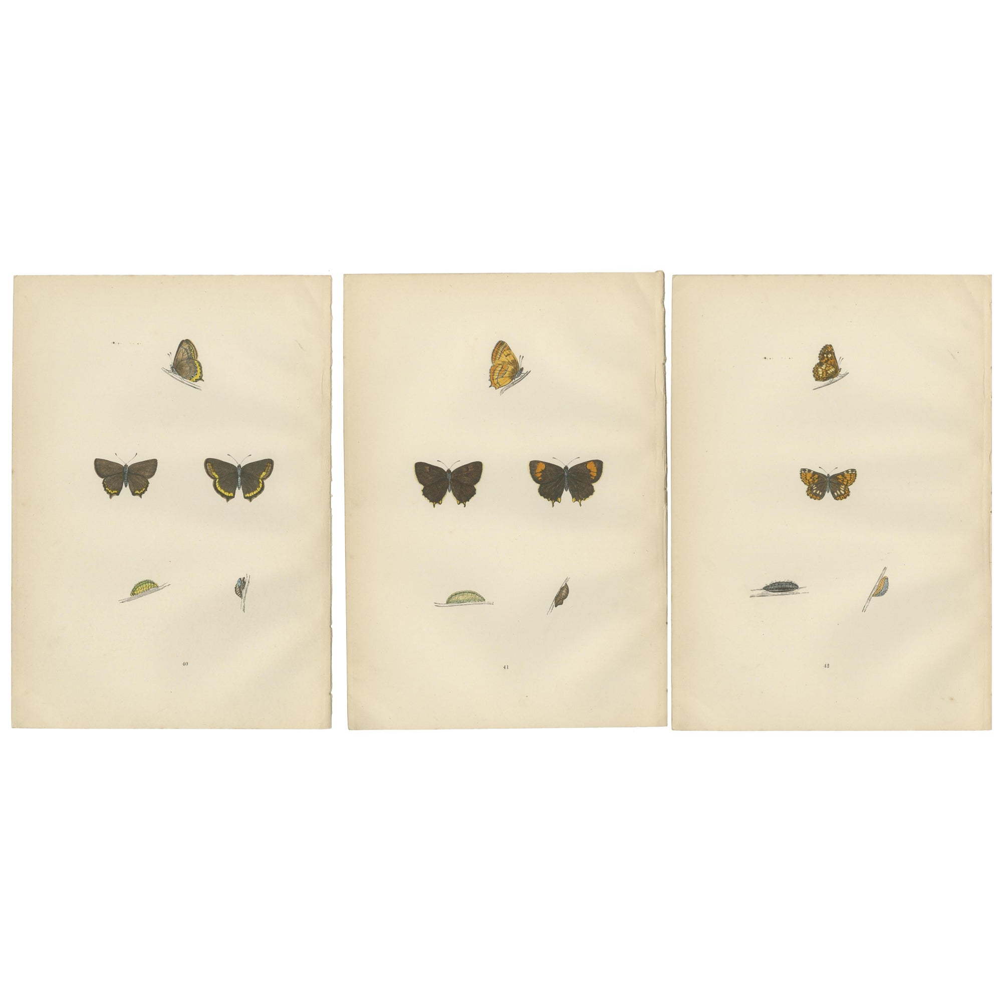 British Elegance in Flight: The Hairstreaks and Duke of Burgundy, 1890 For Sale