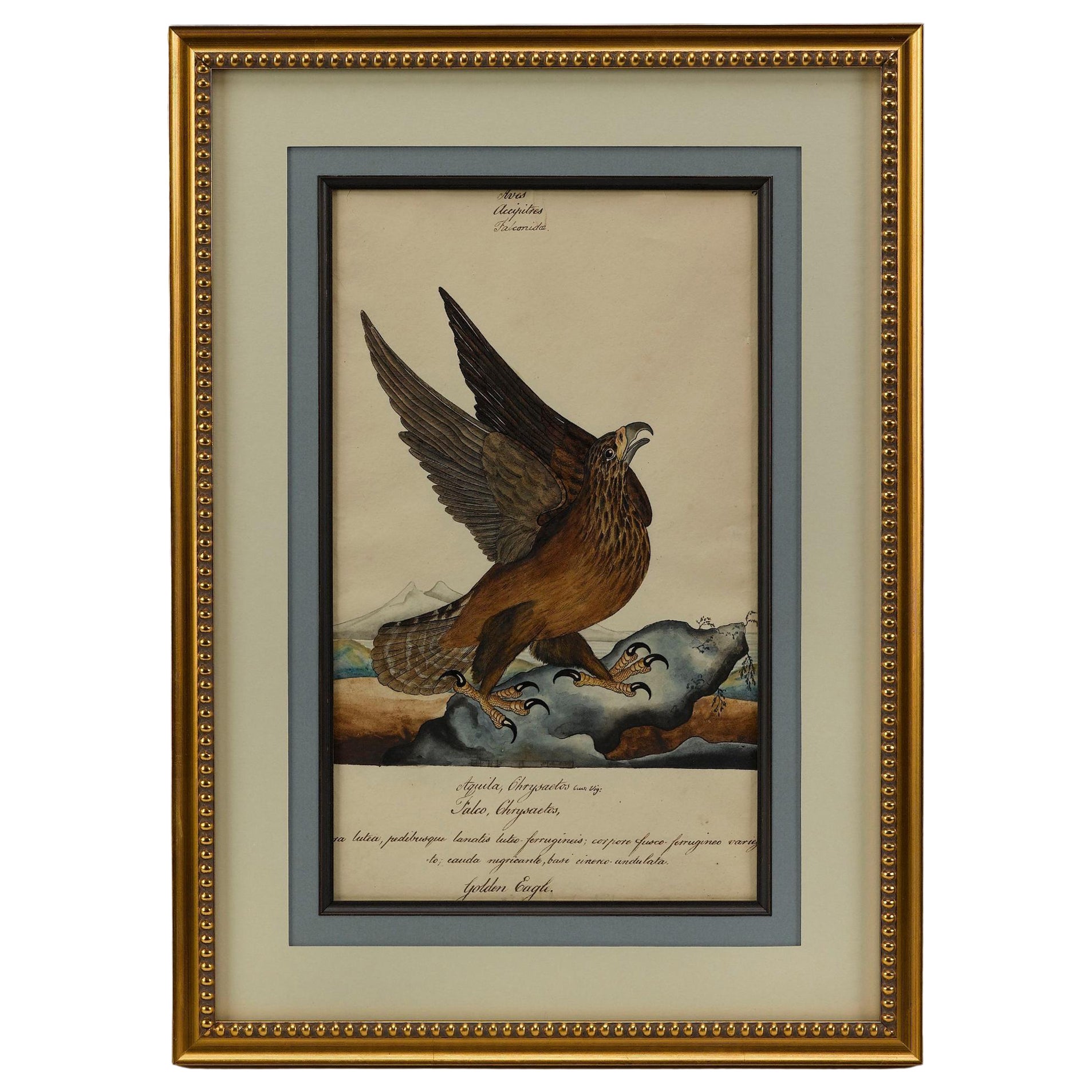 "Golden Eagle" by William Goodall, Watercolor and Ink Drawing, Early 19th Cent. For Sale