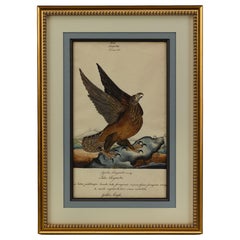 « Golden Eagle » de William Goodall, dessin à l'aquarelle et à l'encre, début du 19e siècle