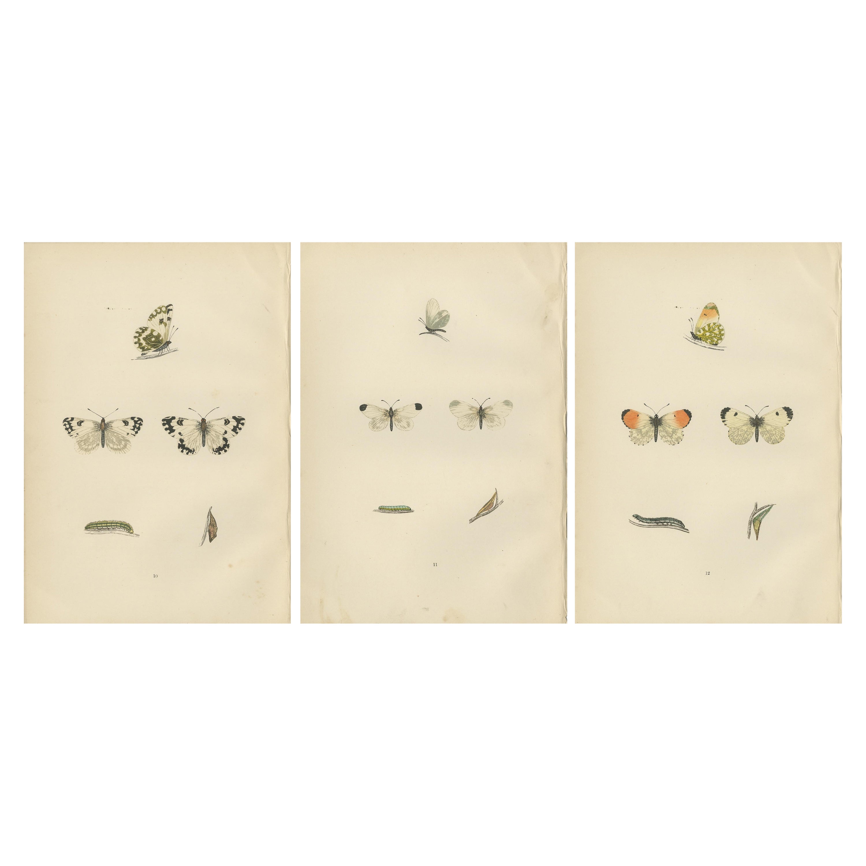 Metamorphosis in Repose: A Trio of Butterfly Lifecycles For Sale