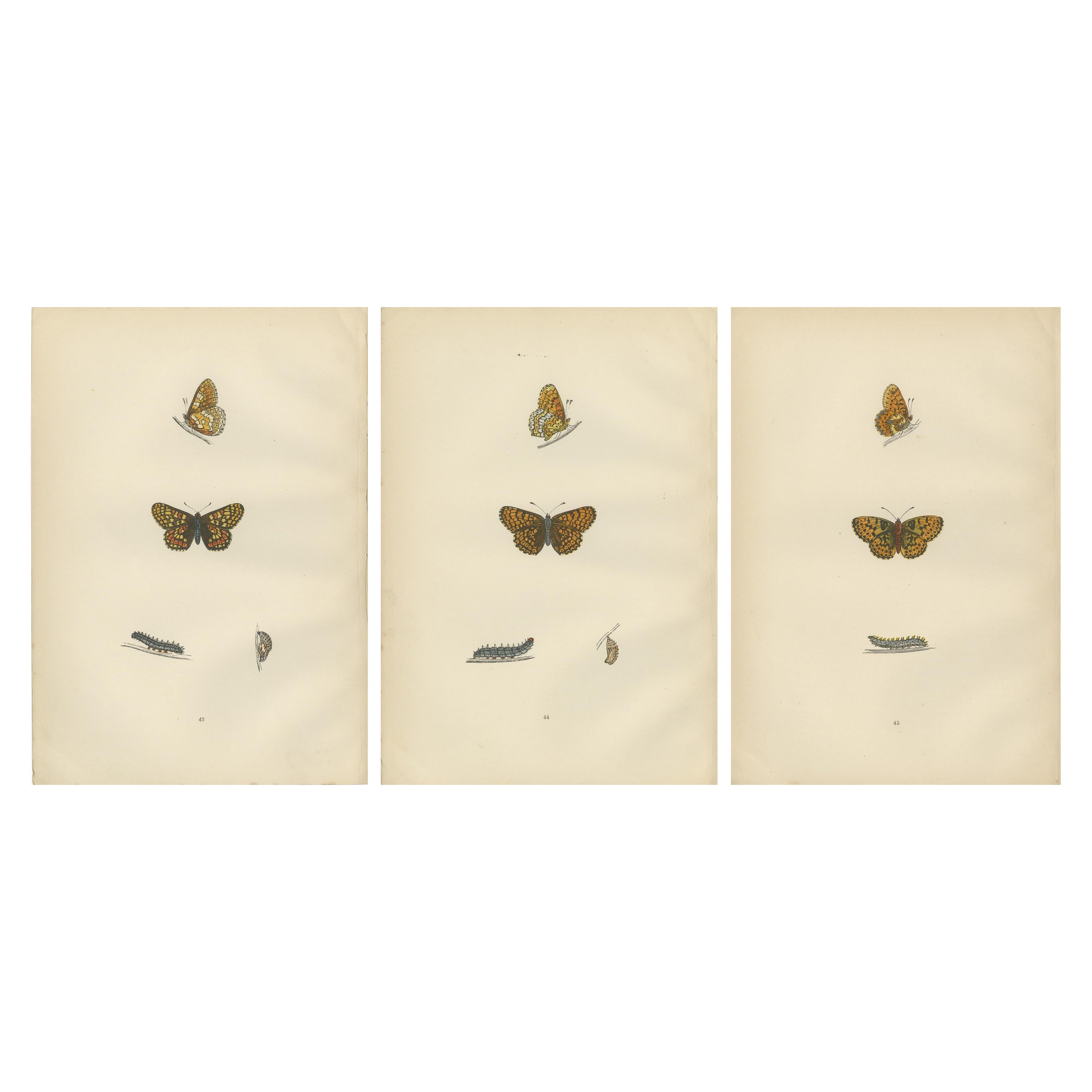 Winged Elegance: Eine Fritillary Collection aus Morris' britischen Schmetterlingen aus dem Jahr 1890