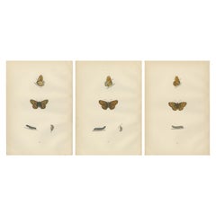 Eleganza alata: Una Collectional di Fritillarie dalle Farfalle Britanniche di Morris del 1890