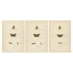 Antique Winged Elegance: A Fritillary Collection from Morris's 1890 British Butterflies