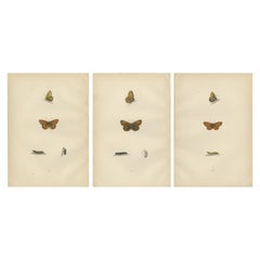 Flight of Patterns: Die Fritillary Trilogy aus Morris' Meisterwerk von 1890